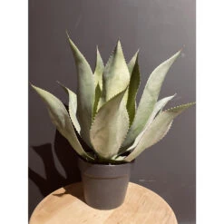 Maison Promos Magasin -Maison Promos Magasin agave en pot 48 cm jasaco.px6lhb.max