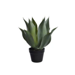 Agave En Pot (48 Cm)