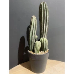 Maison Promos Magasin -Maison Promos Magasin cactus en pot 37 cm jasaco.wrwjdq.max