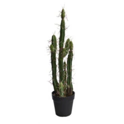Cactus En Pot (61 Cm)
