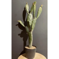 Maison Promos Magasin -Maison Promos Magasin cactus en pot 84 cm jasaco.2x30bs.max
