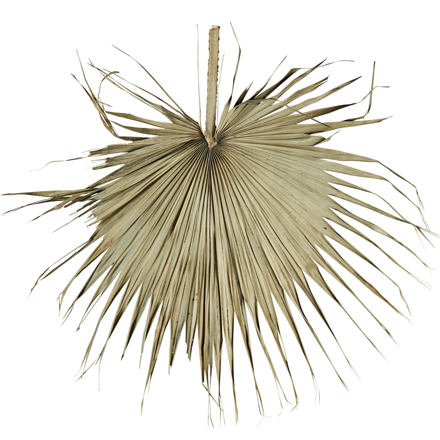 Madam Stoltz Feuille De Palmier 1 Madam Stoltz Feuille De Palmier