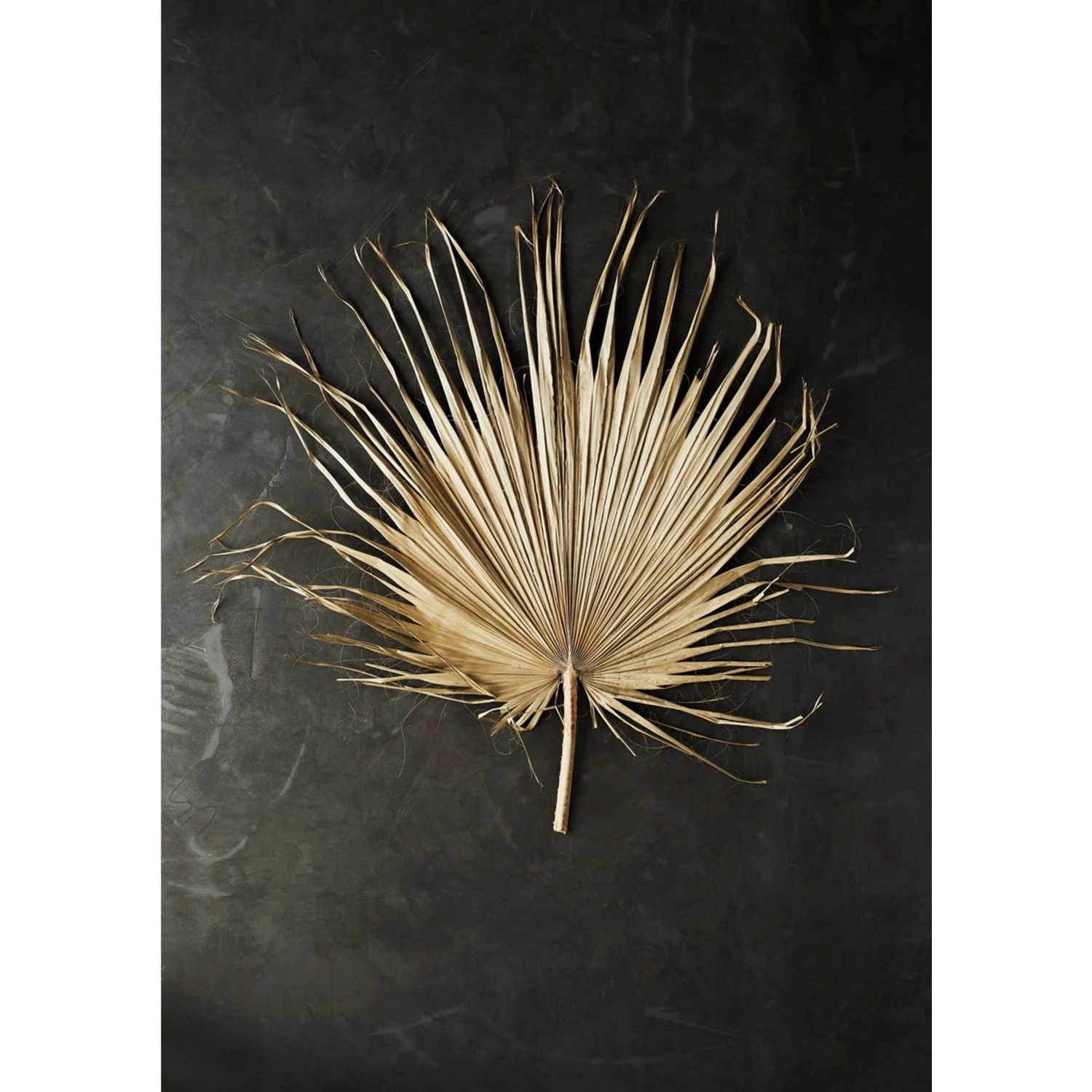 Madam Stoltz Feuille De Palmier 3 Madam Stoltz Feuille De Palmier – Image 3