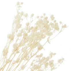 Maison Promos Magasin -Maison Promos Magasin fleurs sechees naturelles 50 cm madam stoltz.ldv0gn.max