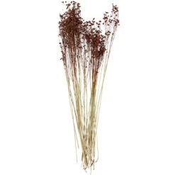 Madam Stoltz Fleurs Séchées Oranges (75 Cm)