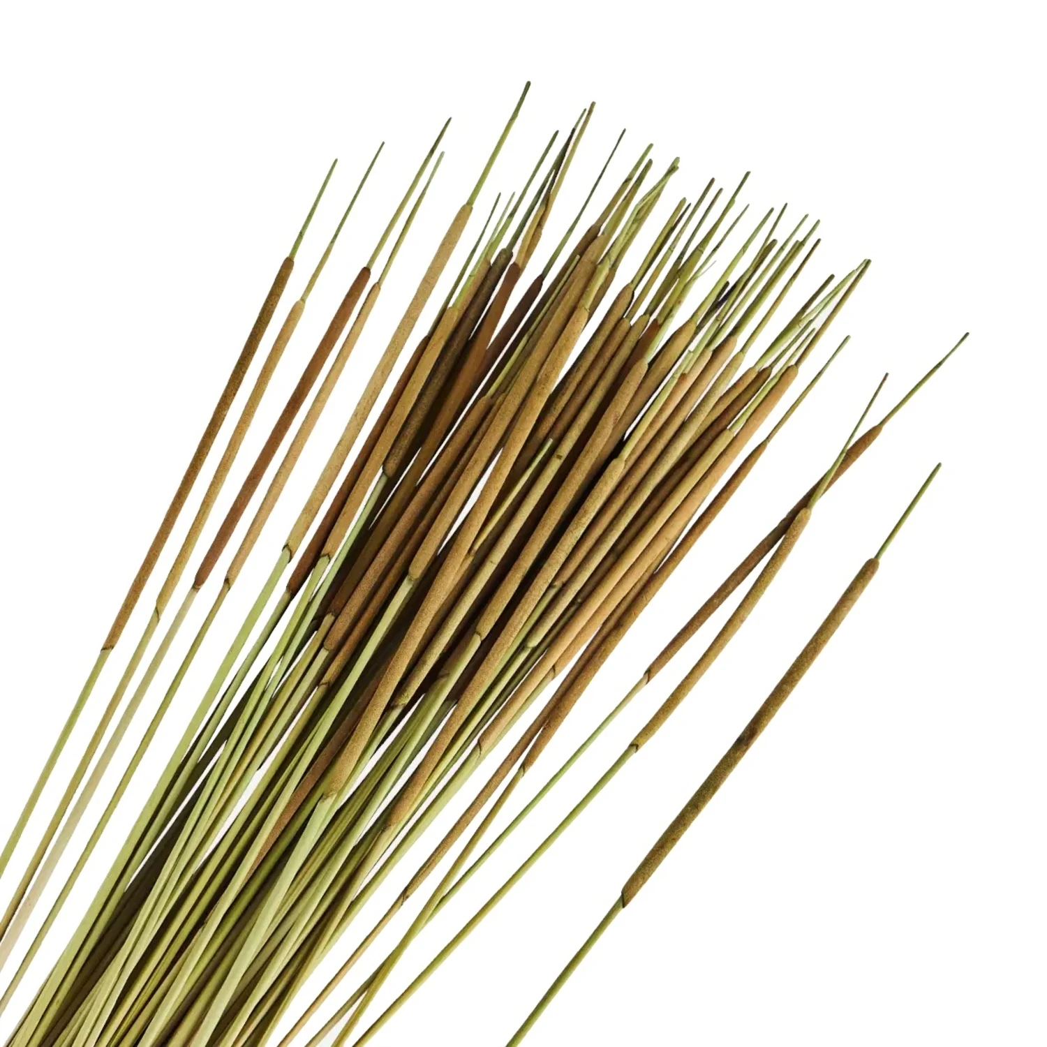 Madam Stoltz Fleurs Séchées Vertes 2 Madam Stoltz Fleurs Séchées Vertes – Image 2