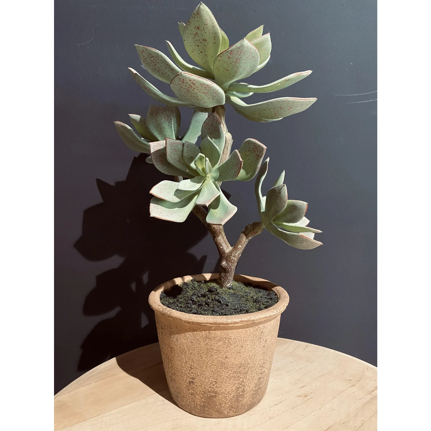 Succulente (34 Cm) 2 Succulente (34 Cm) – Image 2