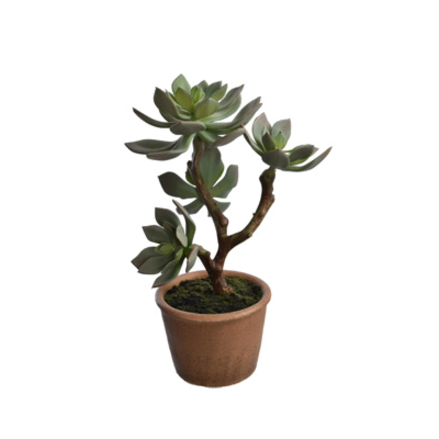 Succulente (34 Cm) 1 Succulente (34 Cm)