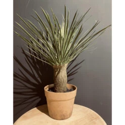 Maison Promos Magasin -Maison Promos Magasin yucca en pot 48 cm jasaco.zzjplc.max