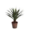 Yucca En Pot (61 Cm)