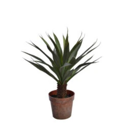 Yucca En Pot (61 Cm)
