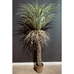 Maison Promos Magasin -Maison Promos Magasin yucca sauvage 152 cm jasaco.ntqvtn.max